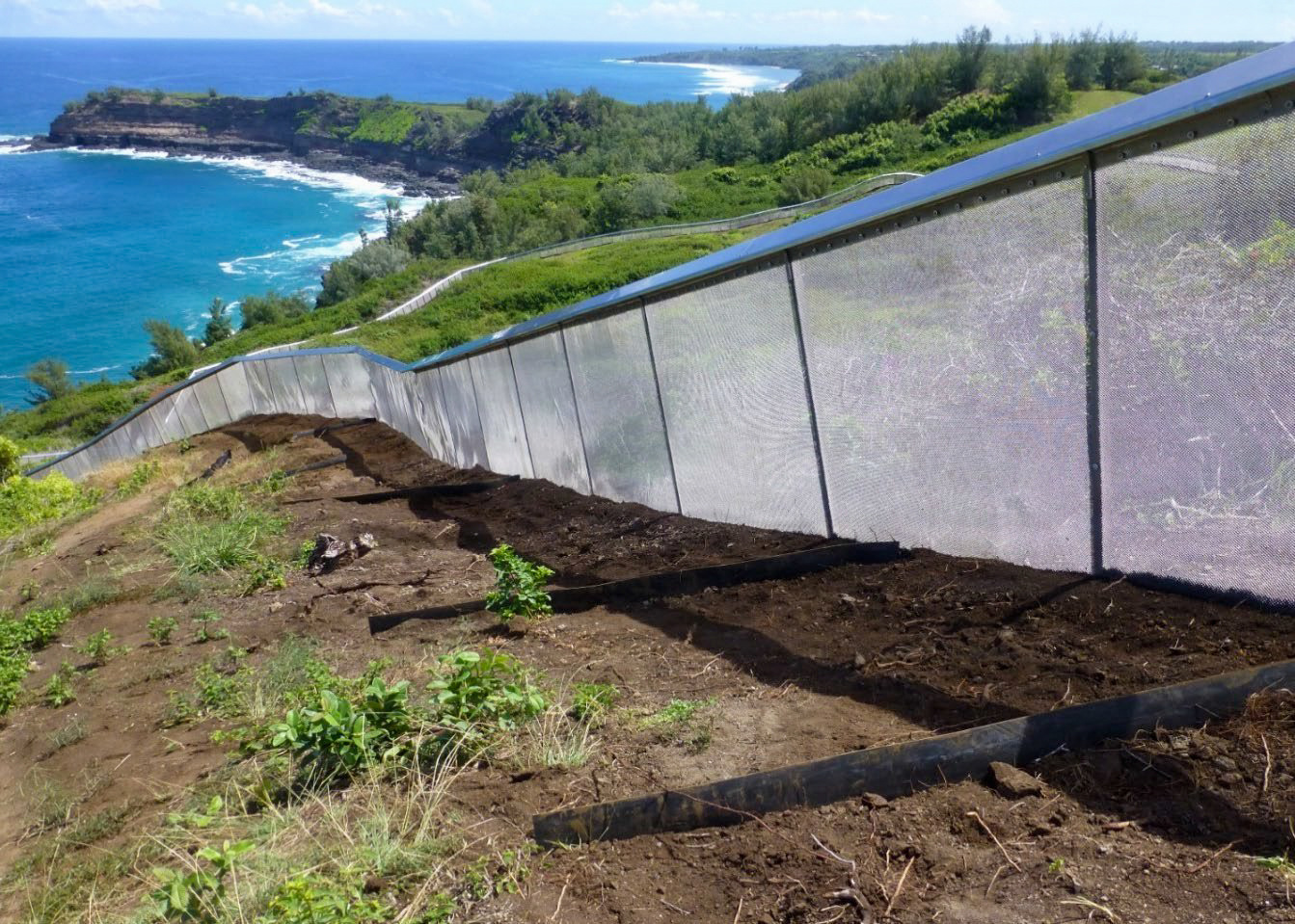 The predator exclusion fence at Kīlauea Point National Wildlife Refuge.